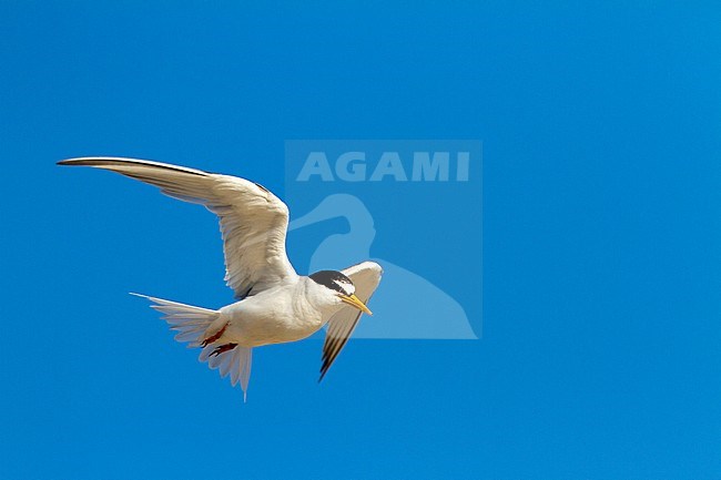 Little Tern (Sternula albifrons) at coastal Cadiz in Spain. In flight. stock-image by Agami/Oscar Díez,