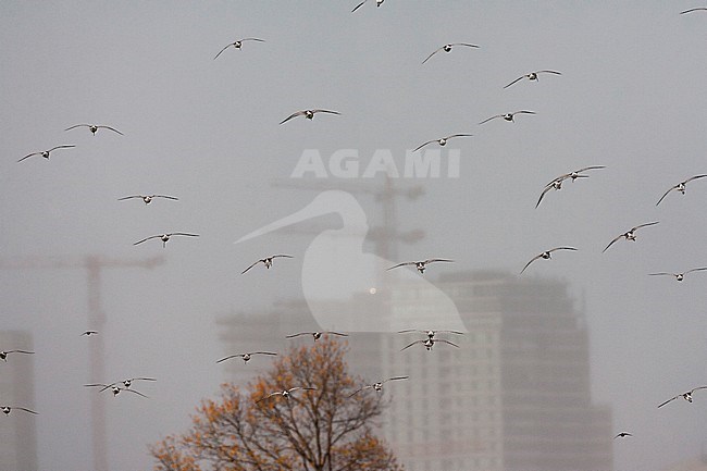 Groep Scholeksters vliegend; Eurasian Oystercatcher flock flying stock-image by Agami/Marc Guyt,