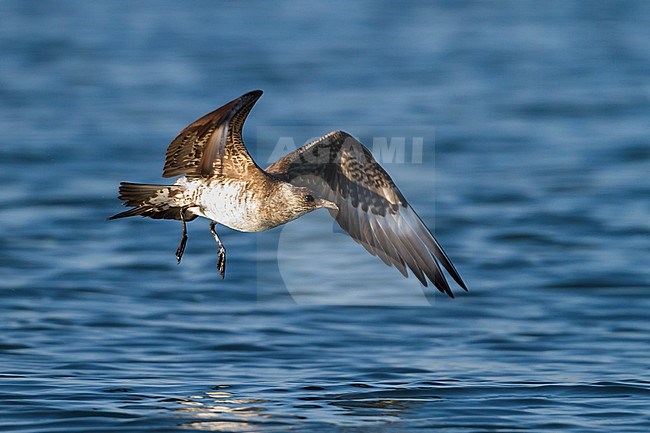 Kleine Jager, Parasitic Jaeger, Stercorarius parasiticus, Germany, 3rd cy stock-image by Agami/Ralph Martin,