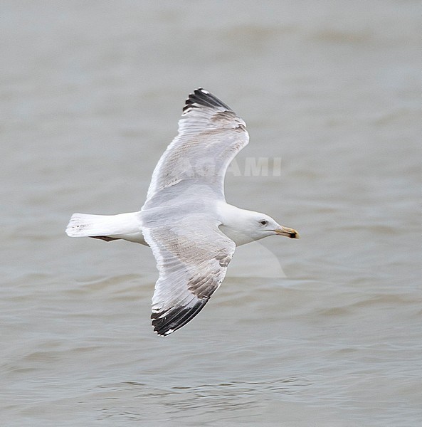 Subadult European Herring Gull (Larus argentatus) in the Netherlands, in flight over the North Sea, seen from above. stock-image by Agami/Marc Guyt,