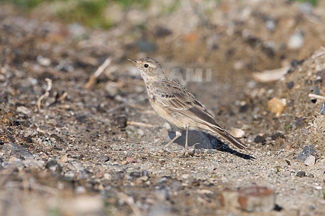 Pacifische Waterpieper zittend op de grond; Buff-bellied Pipit perched on the ground stock-image by Agami/Martijn Verdoes,
