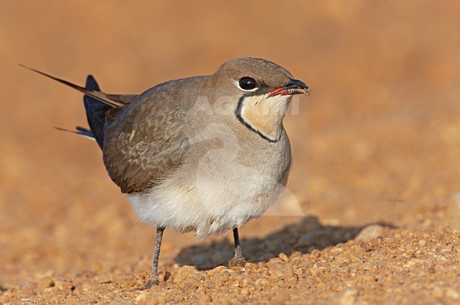 Vorkstaartplevier staand op grond; Collared Pratincole perched on ground stock-image by Agami/Markus Varesvuo,