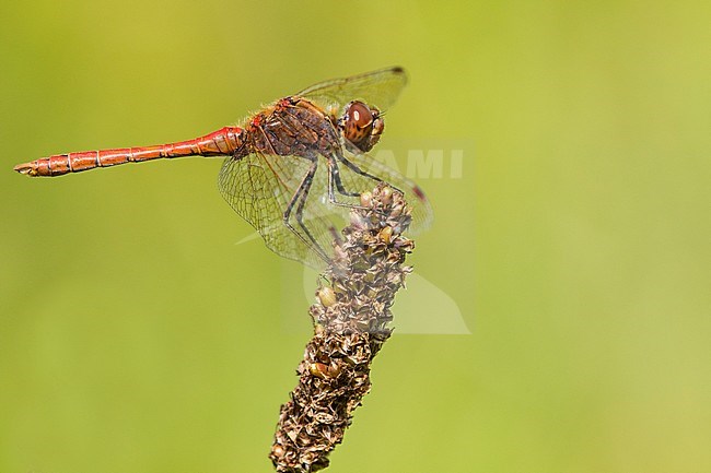 Male Vagrant Darter stock-image by Agami/Wil Leurs,