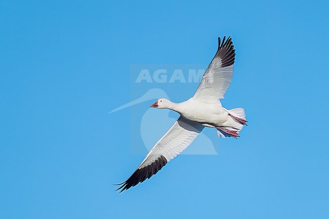 Adult
Colusa Co., CA
January 2023 stock-image by Agami/Brian E Small,