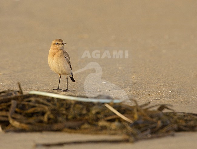 Izabeltapuit, Isabelline Wheatear, Oenanthe isabellina stock-image by Agami/Arie Ouwerkerk,