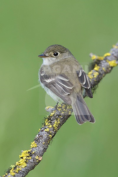 Adult
Kamloops, B.C.
June 2015 stock-image by Agami/Brian E Small,