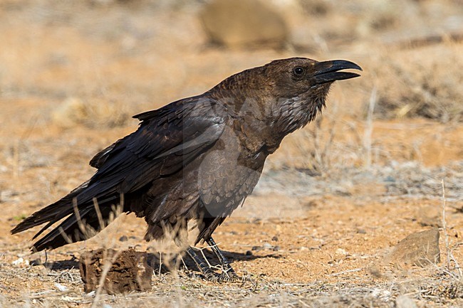 Bruinnekraaf, Brown-necked Raven stock-image by Agami/Daniele Occhiato,