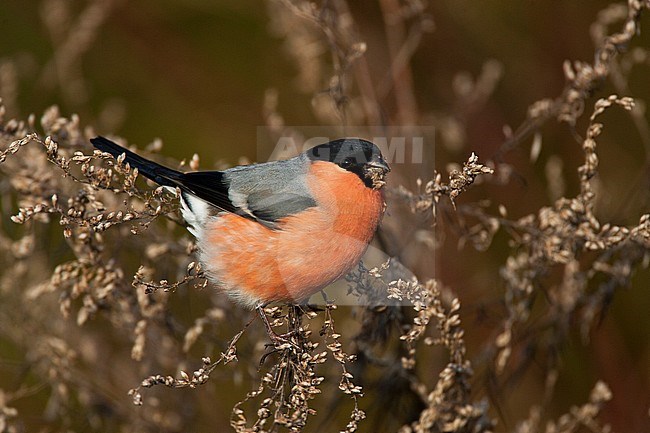  stock-image by Agami/Bas van den Boogaard,