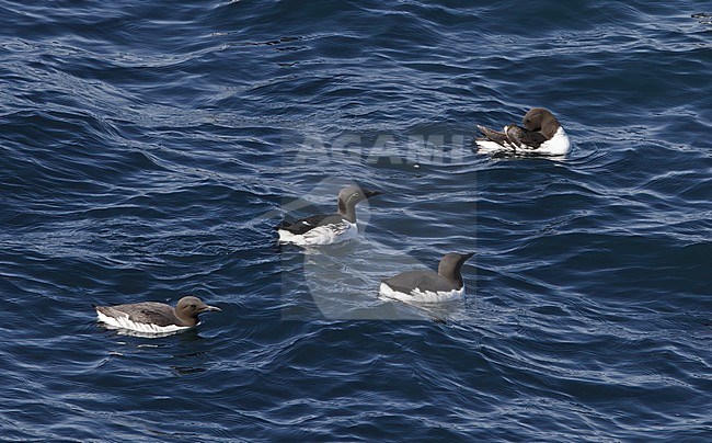 Common Guillemot, Uria aalge, at Iceland stock-image by Agami/Helge Sorensen,