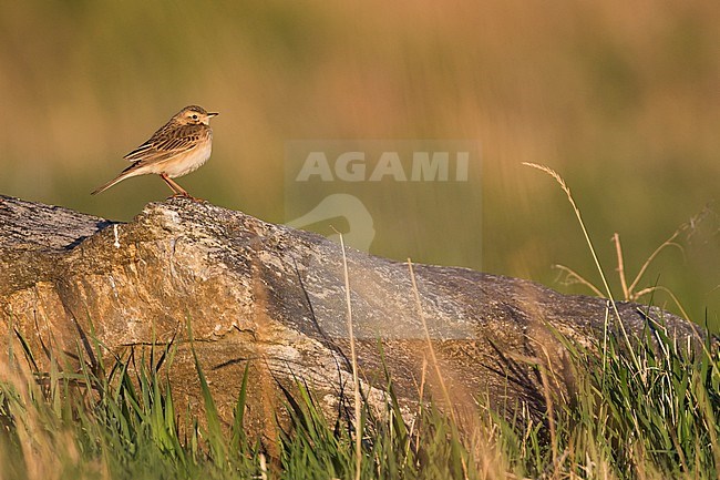 Richard's Pipit - Spornpieper - Anthus richardi ssp. richardi, Russia, adult stock-image by Agami/Ralph Martin,