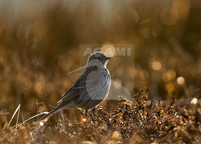 Meadow Pipit - Wiesenpieper - Anthus pratensis ssp. pratensis, Germany stock-image by Agami/Ralph Martin,