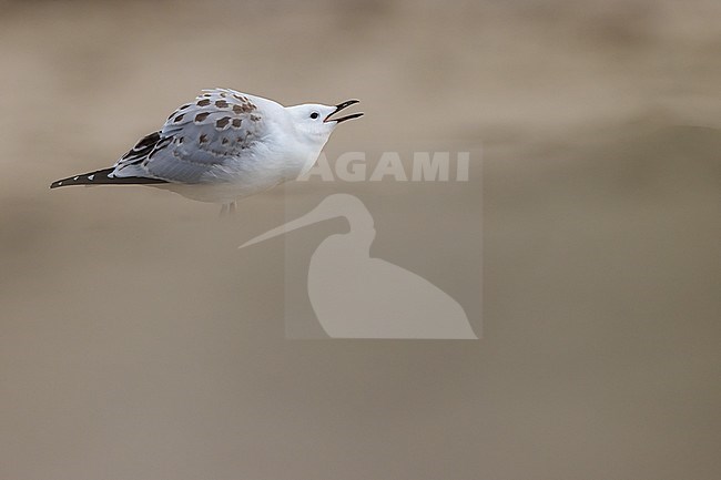 Juvenile Red-billed Gull (Chroicocephalus scopulinus) calling in Tawharanui Regional Park, Auckland, in the north-east of New Zealand, North Island.
 stock-image by Agami/Rafael Armada,