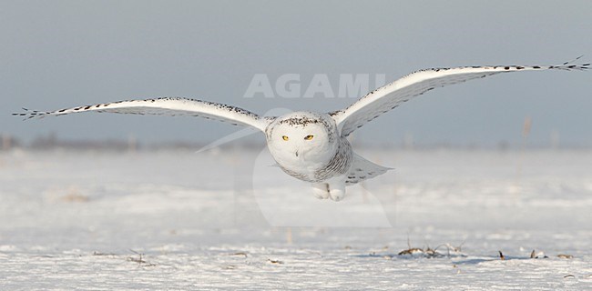 Sneeuwuil onvolwassen in vlucht; Snowy Owl immature in flight stock-image by Agami/Markus Varesvuo,