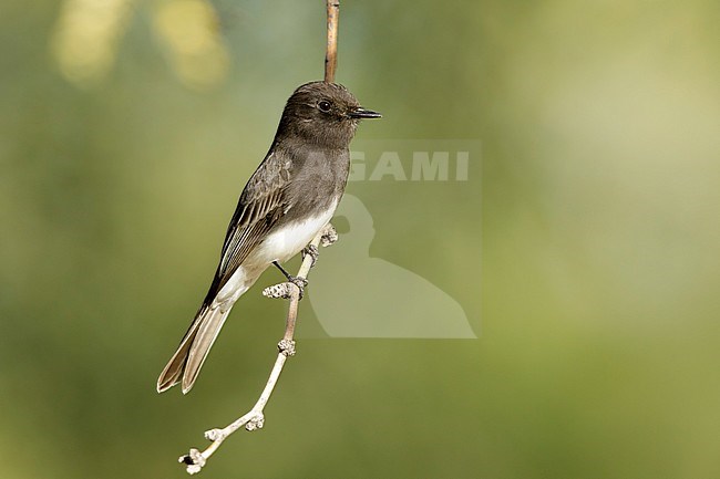 Adult Black Phoebe, Sayornis nigricans
Maricopa Co., Arizona in winter stock-image by Agami/Brian E Small,