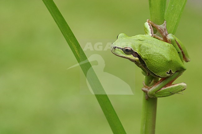 Europese Boomkikker; Common Tree Frog stock-image by Agami/Menno van Duijn,