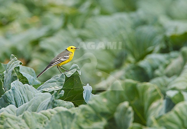 Sitruunavastarakki_3652 (Motacilla citreola) Citrine Wagtail, Sultanate of Oman, maaliskuu / March 2006 stock-image by Agami/Jari Peltomäki,