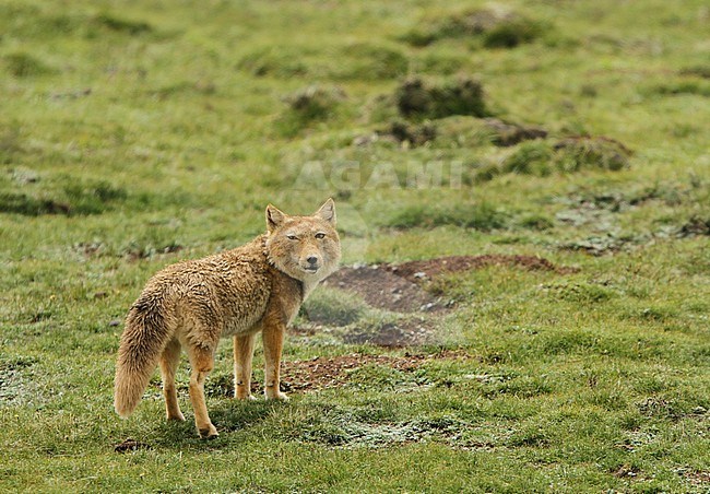 Tibetan sand fox (Vulpes ferrilata) walking on the upland plains on the Tibetan Plateau of China. stock-image by Agami/James Eaton,