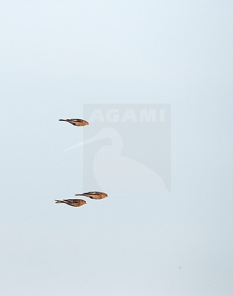 Winter Twite (Carduelis flavirostris) in the Slufter on Texel in the Netherlands. Three Twites in flight with folded wings. stock-image by Agami/Marc Guyt,