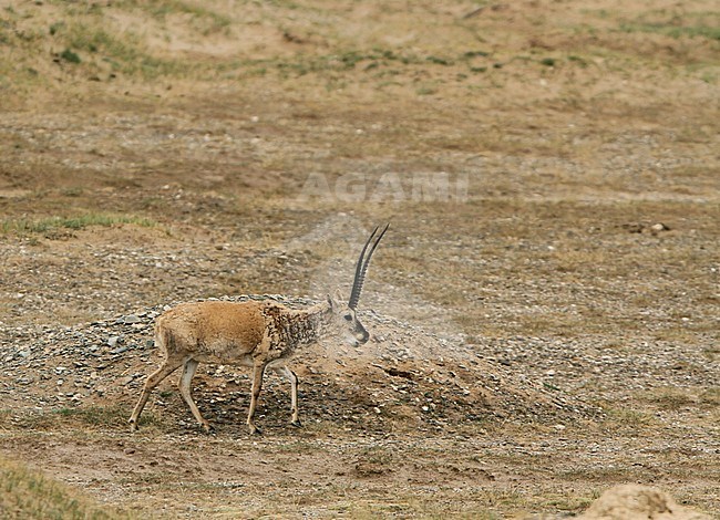 Tibetan antelope or chiru (Pantholops hodgsonii) walking on the Tibetan  Plateau stock-image by Agami/James Eaton,