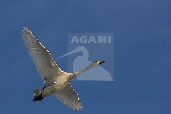 Vliegende Kleine Zwaan, Bewick's Swan in flight stock-image by Agami/Chris van Rijswijk,