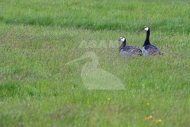 Barnacle Goose (Branta leucopsis) on Texel during spring. Pair watching together for possible danger. stock-image by Agami/Marc Guyt,