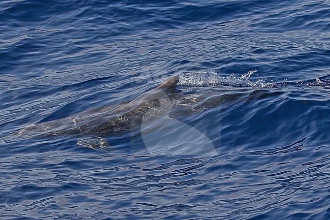 Rough-toothed Dolphin, Steno bredanensis, off Kauai island, Hawaii, United States. stock-image by Agami/Pete Morris,