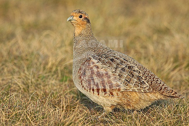 Grey Patridge (Grey Partridge, Perdix perdix), adult female standing, seen from the side. stock-image by Agami/Fred Visscher,