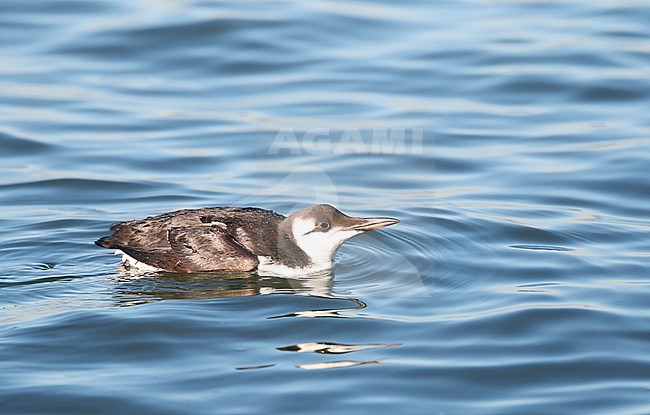 Wintering Common Guillemot (Uria aalga) swimming at sea during the winter in Ijmuiden in the Netherlands. stock-image by Agami/Marc Guyt,