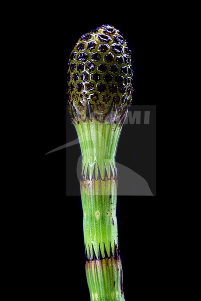 Water horsetail, Equisetum fluviatile stock-image by Agami/Wil Leurs,