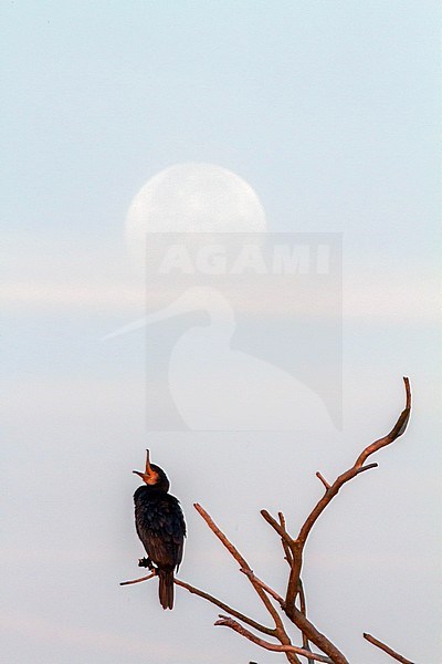 Aalscholver zittend voor een volle maan; Great Cormorant perched in front of full moon stock-image by Agami/Menno van Duijn,