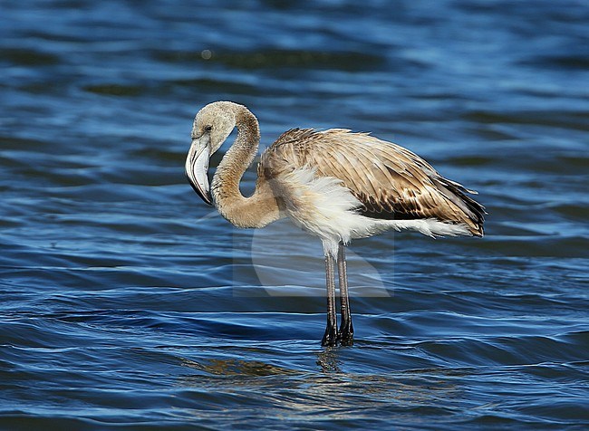 Juvenile Greater Flamingo (Phoenicopterus roseus) standing in shallow water at Hyères, France. stock-image by Agami/Aurélien Audevard,