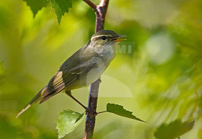 Arctic Warbler, Noordse Boszanger stock-image by Agami/Markus Varesvuo,