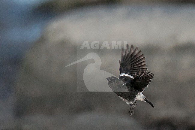 Male Pied Bushchat (Saxicola caprata) side view of bird taking off stock-image by Agami/Kari Eischer,