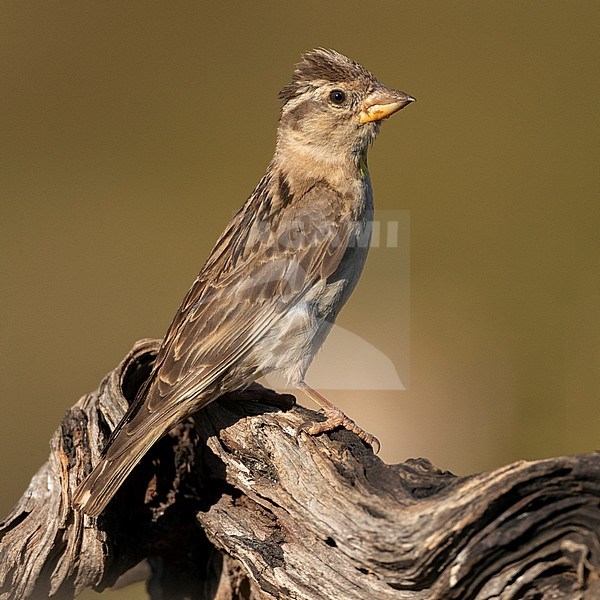 Adult Rock Sparrow (Petronia petronia petronia) in Spain. Perched on a old branch. stock-image by Agami/Marc Guyt,