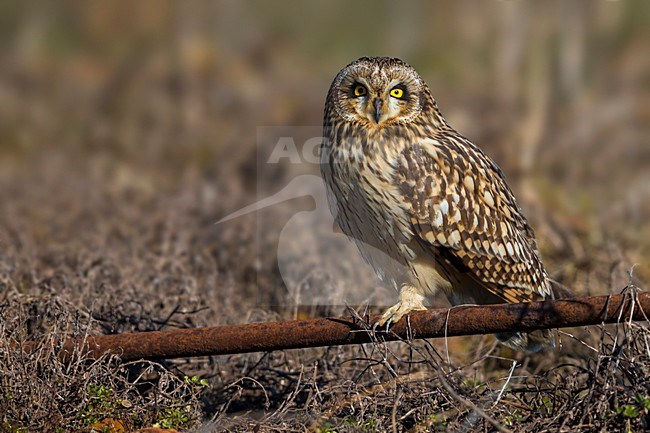 Velduil; Short-eared Owl stock-image by Agami/Daniele Occhiato,