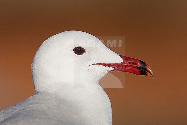 Audouins Meeuw, Audouin's Gull; Ichthyaetus audouinii, Spain (Mallorca), adult stock-image by Agami/Ralph Martin,