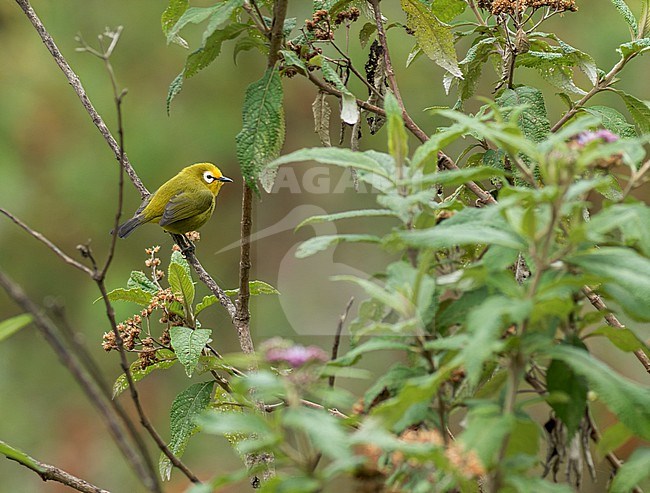 Kikuyu White-eye (Zosterops kikuyuensis) in Kenya. stock-image by Agami/Yoav Perlman,