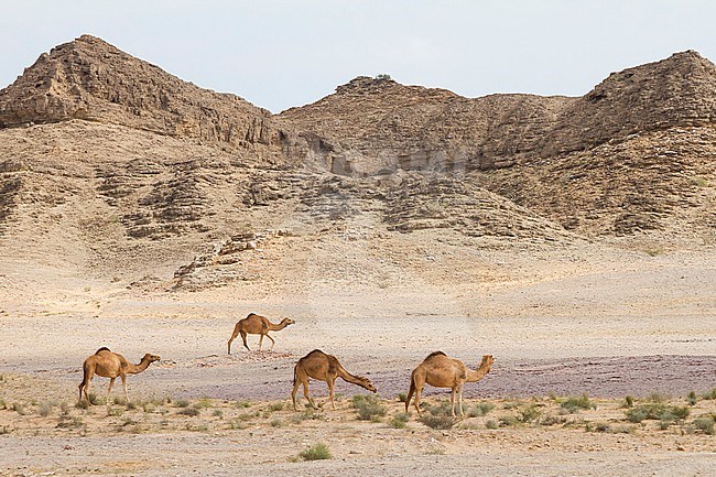 Dromedary at Al Mughsayl, Oman stock-image by Agami/Ralph Martin,