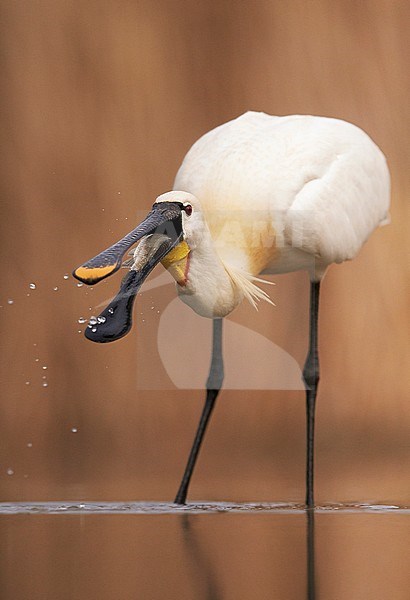 Spoonbill (Platalea leucorodia) Hungary May 2016 stock-image by Agami/Markus Varesvuo,