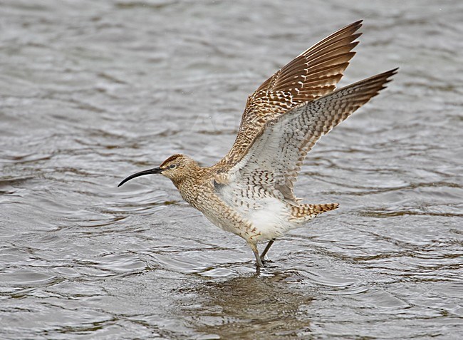 Whimbrel stretching its wings, Regenwulp vleugels strekkend stock-image by Agami/Markus Varesvuo,