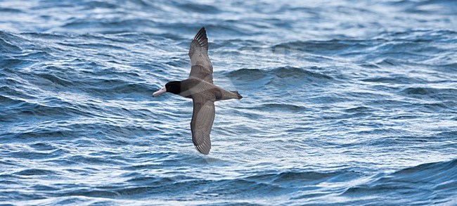 Stellers Albatros in de vlucht; Short-tailed albatross in flight stock-image by Agami/Martijn Verdoes,