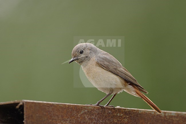 Gekraagde Roodstaart vrouwtje zittend; Common Redstart female perched stock-image by Agami/Reint Jakob Schut,