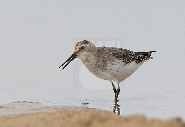 Bonte Strandloper roepend in water; Dunlin calling in water stock-image by Agami/Roy de Haas,