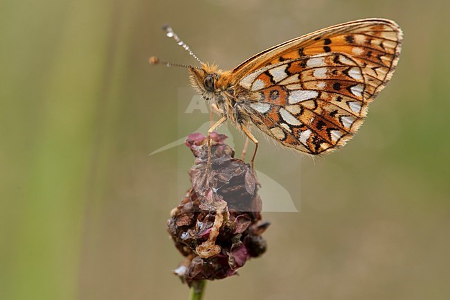 Zilveren Maan; Small Pearl-bordered Fritillary stock-image by Agami/Han Bouwmeester,