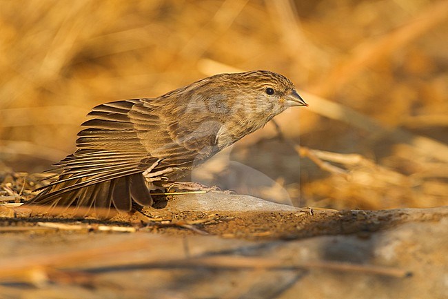 Yemen Serin - Jemengirlitz - Serinus menachensis, Oman stock-image by Agami/Ralph Martin,