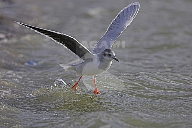 Dwergmeeuw in winterkleed; Little Gull in winter plumage stock-image by Agami/Menno van Duijn,