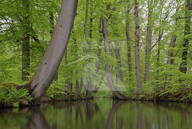 Voorjaarsversie van de Twickelervaart; Twickelervaart at Spring stock-image by Agami/Han Bouwmeester,