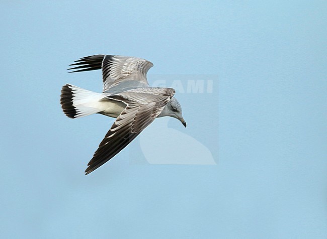 First-winter Common gull (Larus canus canus) in flight. Showing much dark in the tail. stock-image by Agami/Fred Visscher,