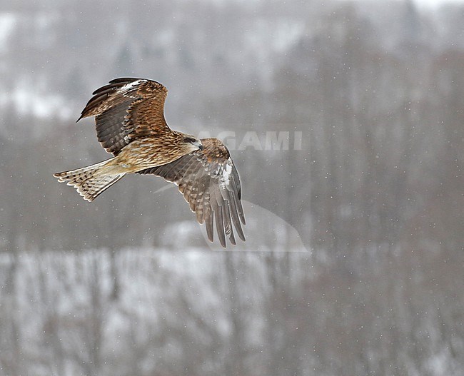 Black-eared Kite, Milvus lineatus, near Kushiro, Hokkaido, Japan. stock-image by Agami/Pete Morris,