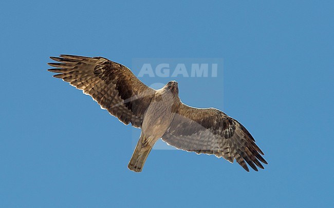 Dark morph Booted Eagle (Hieraaetus pennatus) in flight, view below against blue sky. Spain stock-image by Agami/Markku Rantala,